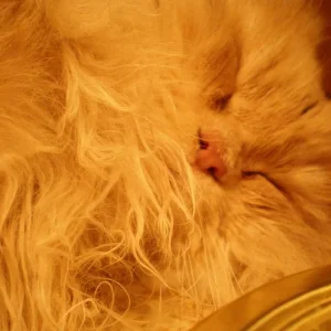 Egon die Schlafmütze