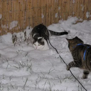 Spielen im Schnee ist richtig schööööööön
