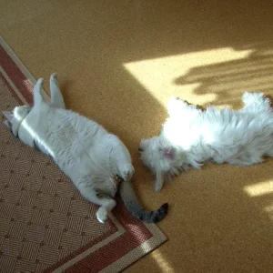 so schlafen flocke und sam