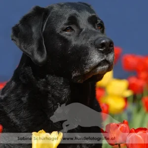 Mein Labrador Retriever