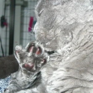 peppy bei der krallenpflege