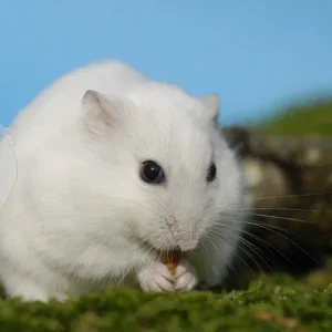 Dsungarischer Zwerghamster