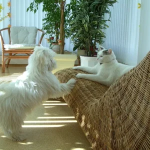 Sam lass mich auch rauf.....