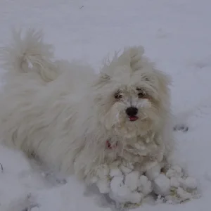 Hilfe meine Pfoten!!!!