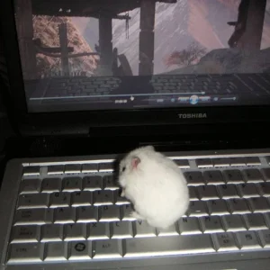 Bei der Arbeit als Administrator