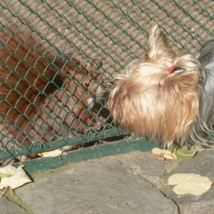 Kira war im Tierpark