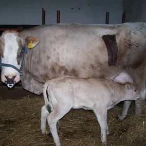 was raus muß , muß raus