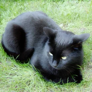 Mein kleiner Panther