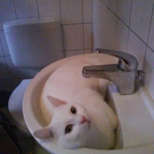 Nieva's Sohn, "Nemo"