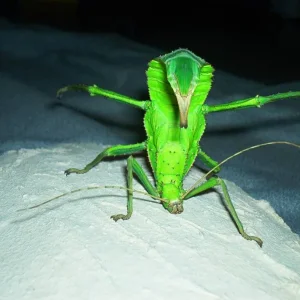 Heteropteryx dilatata