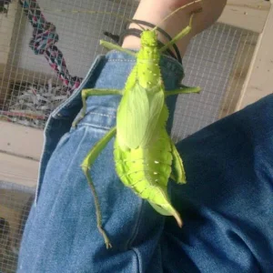 Heteropteryx dilatata