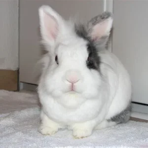 Medium 'Fussel' in der Kategorie 'Kaninchen und Hasen'