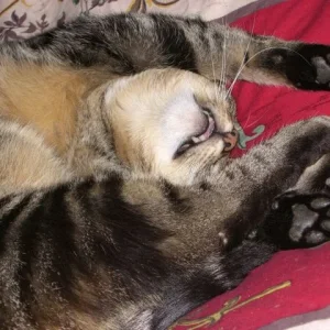 .......... wer so schön schläft - sündigt auch nicht ....