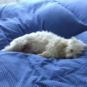 Flocke mit Frühlingshaar(fell)schnitt