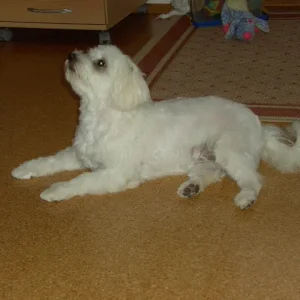 Flocke mit Sommerhaar(fell)schnitt