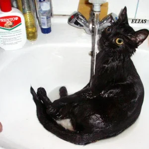 Kater ELIAS genießt das warme Wasser