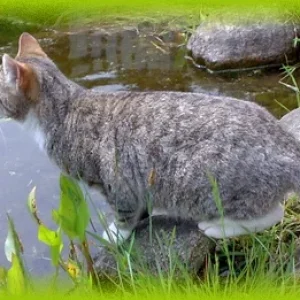 Wo sind die Goldfische?