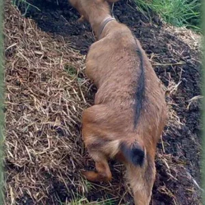Othilie will nur eins Fressen, egal wie!