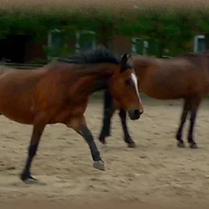 Indira hat ihre 5 dollen Minuten, hat sie öfters...