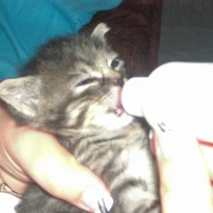 Motte mit drei wochen