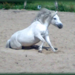 Gauner - siiiiiiiiiiiiitz - brav