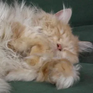 egon ist soooo müde....