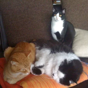 Unsere 3 großen: Kodi, Bambam und Linus