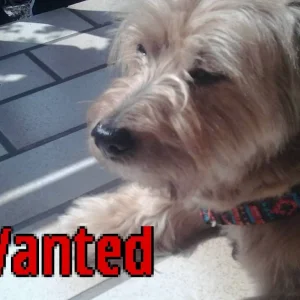 Gismo  Terrier Mischling