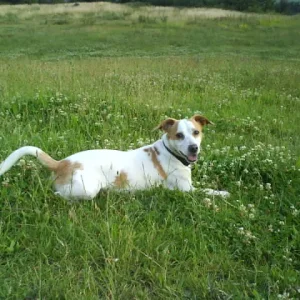 Da ruht sich der kleene vom toben aus