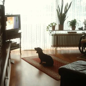 Benni schaut gerne Tiersendungen