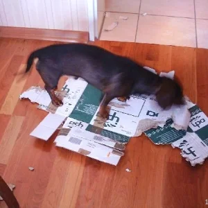 Dackelige Kartonzerreißmaschine