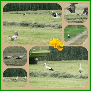 ..die letzten Störche für dieses Jahr 2009