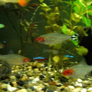 Rotkopfsalmler-Gruppe