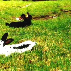 Das Trio "Pippi, Schlecki & Faline"