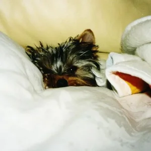 Da ist aber jemand müde : )