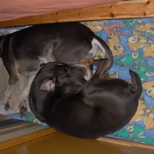 so schlafen Micky und Jimmy