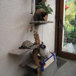 Unsere Tiere Aysha, Caroline und Calli