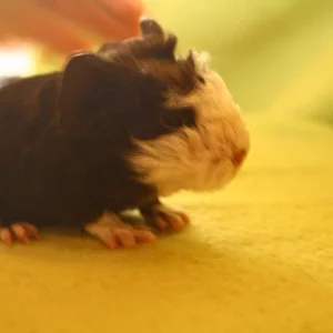 Coronetböckchen Al Capone