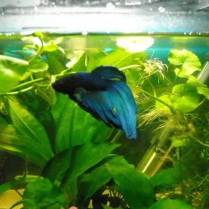 mein Kampffisch Bock Albert der 2