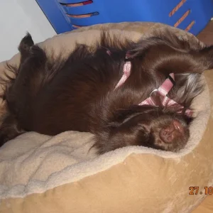 mein Hund beim dösen