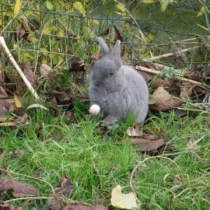 Mein süßes Häschen "Luna"