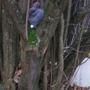 Luna auf dem Baum ;-)