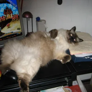 Ich heiße jetzt Calli Hasenheit