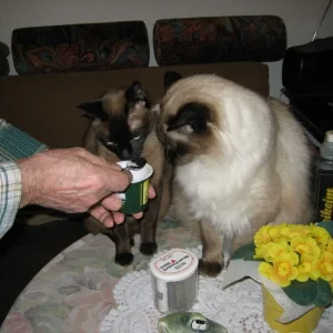 Wir essen nur Actimel