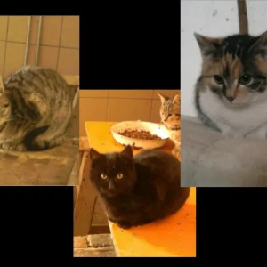 Gruppenfoto_kleine_katzen