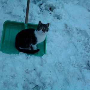 Schr_der_in_der_Schneeschaufel