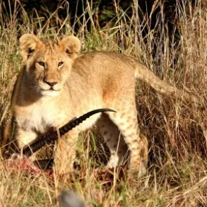 kleiner loewe ganz gross