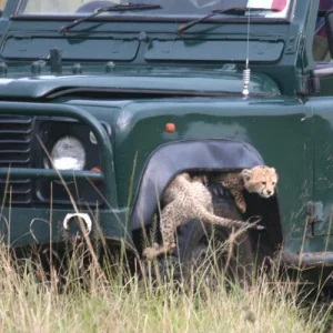gepardwelpen spielen im autoreifen