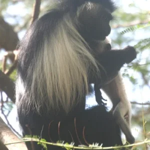 colobus