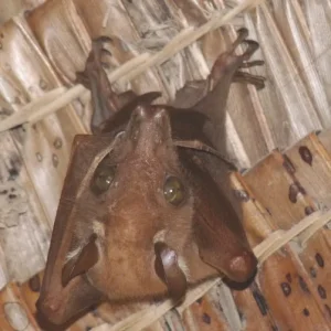 flughund, fledermaus